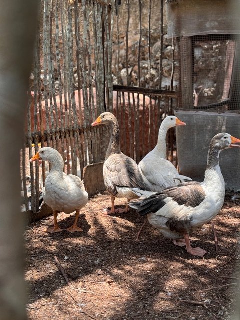 Ducks at the organic farm in the tropical gardens of Tulia Zanzibar