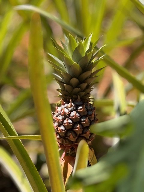 Small pineapple growing in the tropical gardens of Tulia Zanzibar